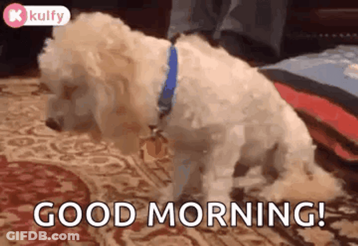 Groggy Poodle Fell Down GIF