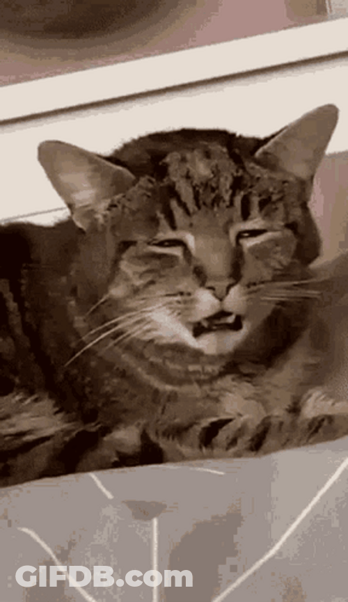 Groggy Tabby Cat GIF