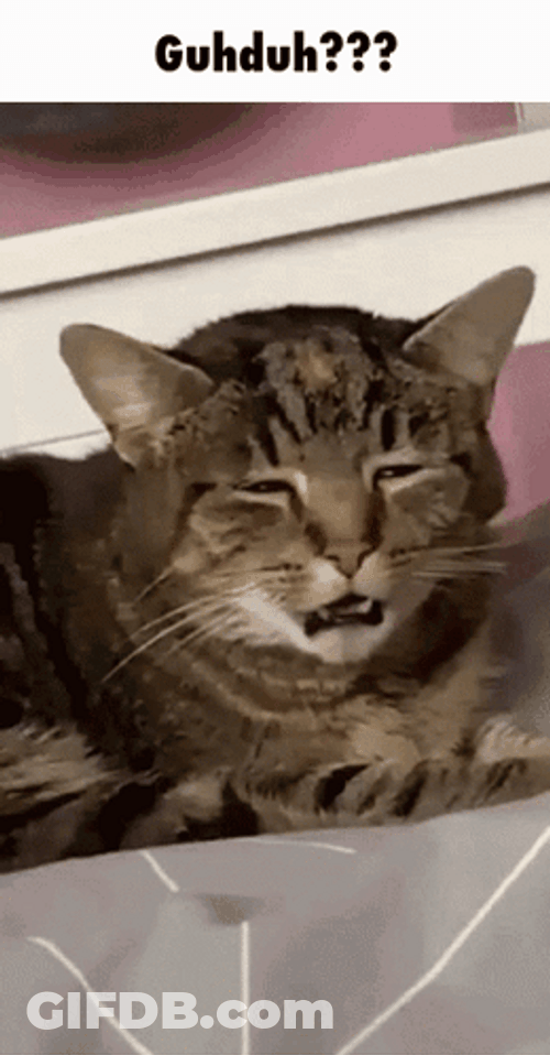 Groggy Tabby Disgust Face GIF
