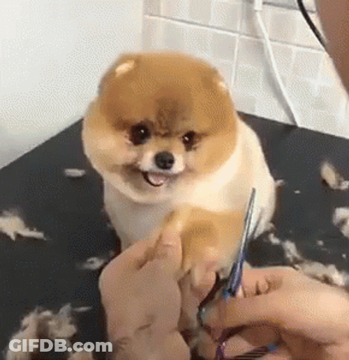 Grooming Pomeranian Dog GIF