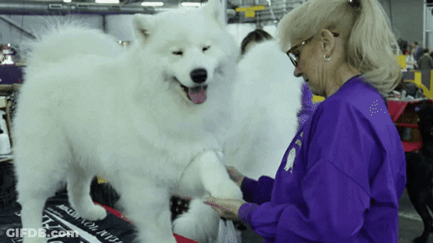 Grooming Samoyed For Show GIF