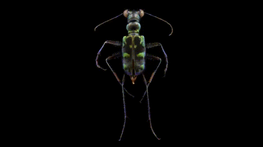 Ground Beetle Insect GIF