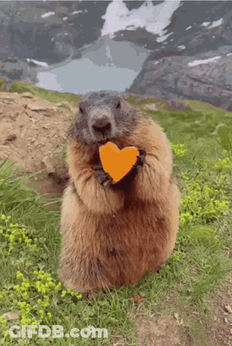 Ground Squirrel Eating Orange GIF