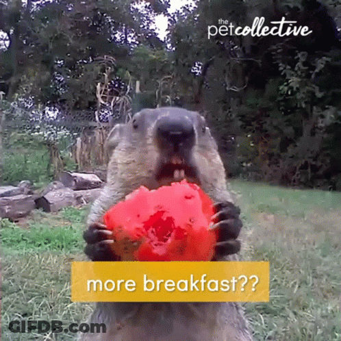Ground Squirrel Eating Tomato Next To More Breakfast Sign GIF