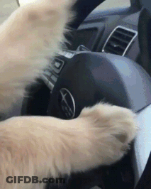 Ground Squirrel Hey Karen No Fire TV Tonight GIF