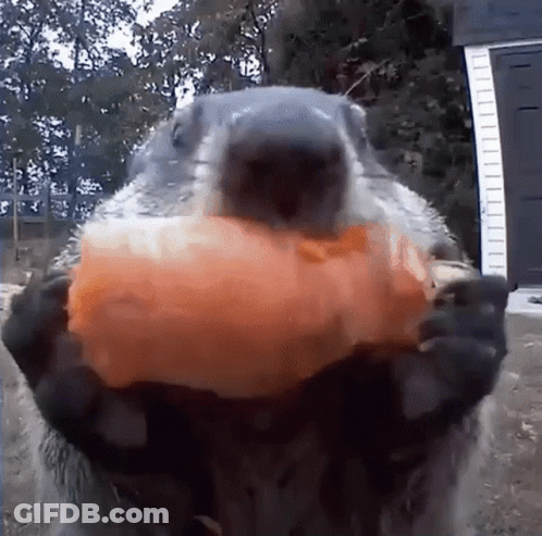 Ground Squirrel Holding Carrot GIF