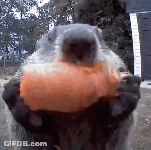 Ground Squirrel Holding Food GIF