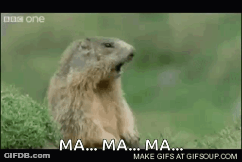 Ground Squirrel In Grass With Open Mouth GIF