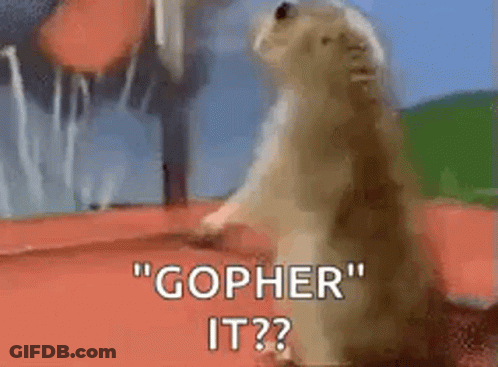 Ground Squirrel Looking Up Saying Gopher It? GIF