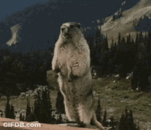 Ground Squirrel On Hind Legs Before Mountain GIF