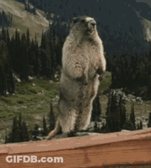 Ground Squirrel On Hind Legs Hola GIF