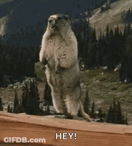 Ground Squirrel On Hind Legs Saying Hey GIF