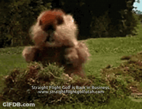 Ground Squirrel On Hind Legs Saying What GIF