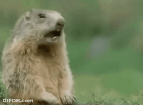 Ground Squirrel Saying Whack GIF