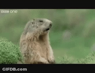 Ground Squirrel Sitting In Grass Looking At Camera GIF