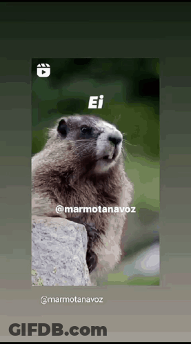 Ground Squirrel Sitting On Rock GIF
