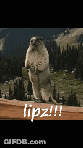 Ground Squirrel Standing Beside Lipz Sign GIF