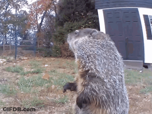Ground Squirrel Standing By Garage Door GIF