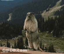 Ground Squirrel Standing In Front Of Mountain GIF