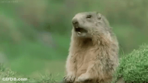 Ground Squirrel Standing In Grass With Mouth Open Saying Gm GIF