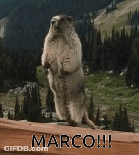 Ground Squirrel Standing Next To Sign Saying Marco GIF