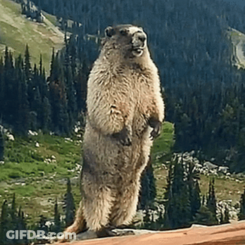 Ground Squirrel Standing On Hind Legs Before Mountain GIF
