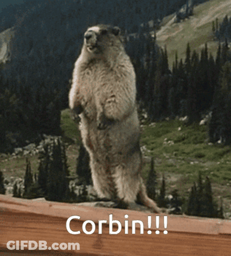 Ground Squirrel Standing On Hind Legs Corbin GIF