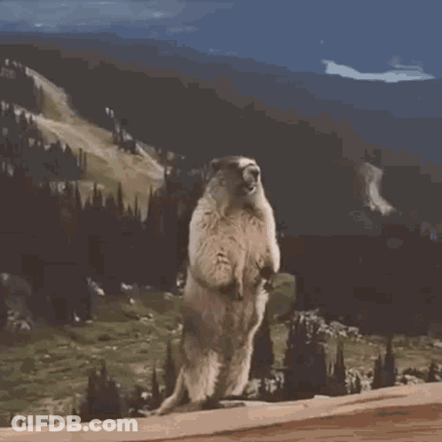 Ground Squirrel Standing On Hind Legs In Front Of Mountain GIF