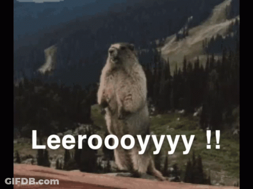 Ground Squirrel Standing On Hind Legs Leeroooyyy GIF