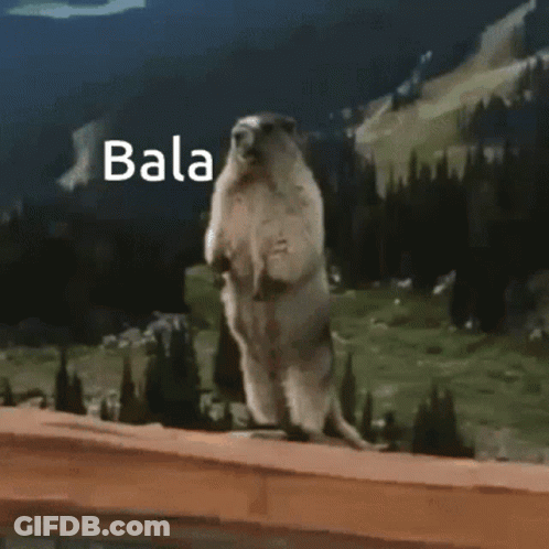 Ground Squirrel Standing On Hind Legs Saying Bala GIF