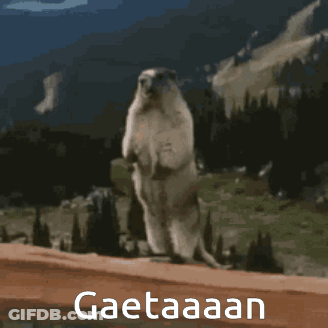 Ground Squirrel Standing On Hind Legs Saying Gaetaaan GIF
