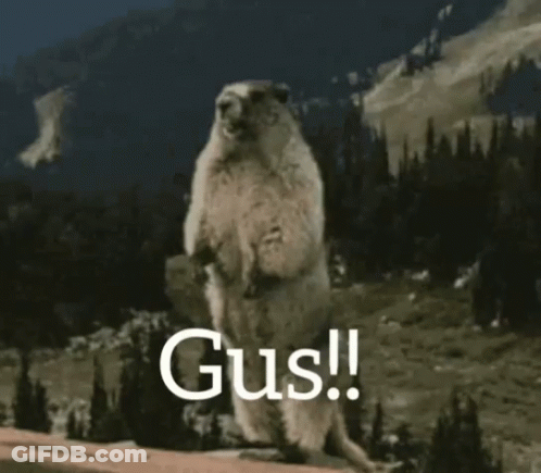 Ground Squirrel Standing On Hind Legs Saying Gus GIF