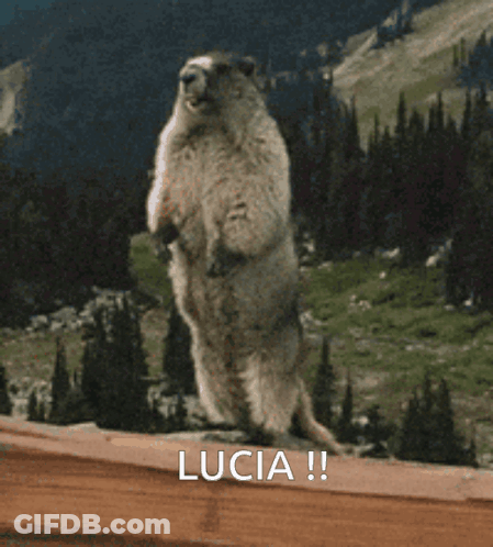 Ground Squirrel Standing On Hind Legs Saying Lucia GIF