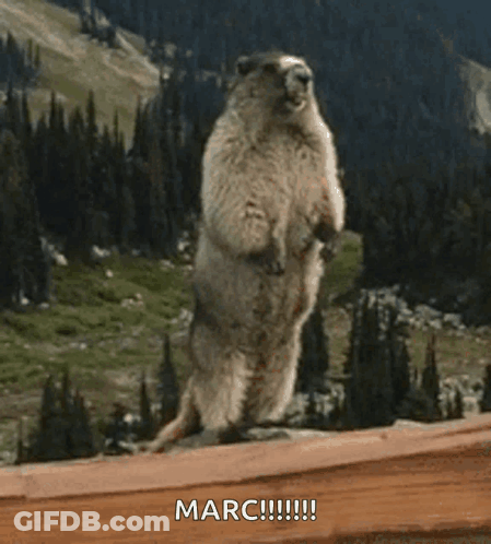 Ground Squirrel Standing On Hind Legs Saying Marc GIF