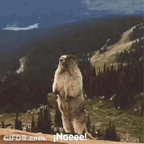 Ground Squirrel Standing On Hind Legs Saying Noeee GIF