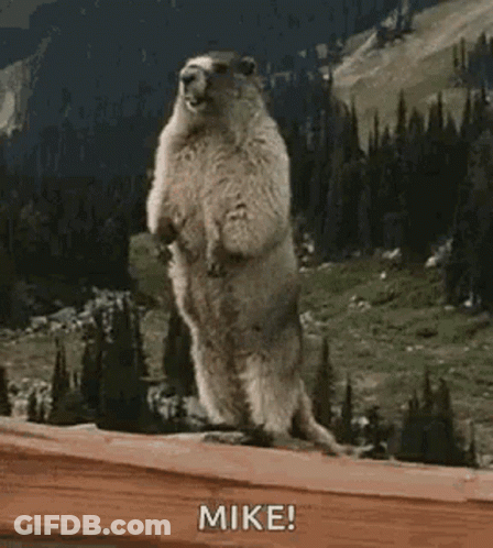 Ground Squirrel Standing On Hind Legs GIF
