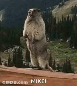 Ground Squirrel Standing On Wooden Ledge GIF