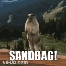 Ground Squirrel Standing Sandbag GIF