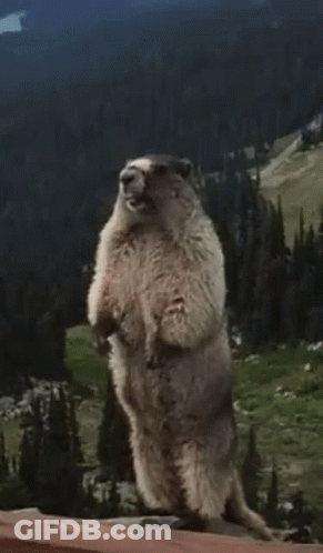 Ground Squirrel Standing Saying Pew GIF