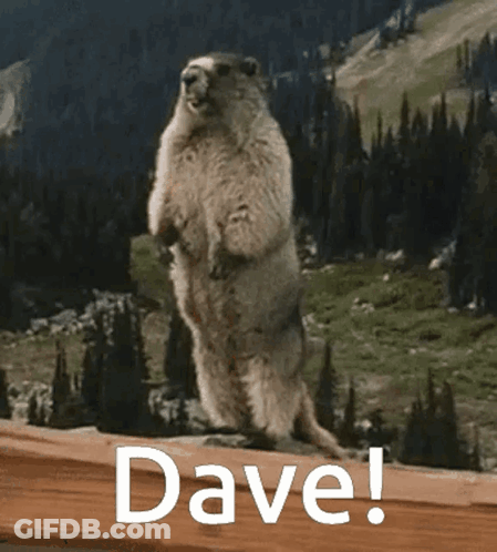 Ground Squirrel Standing With Word Dave GIF