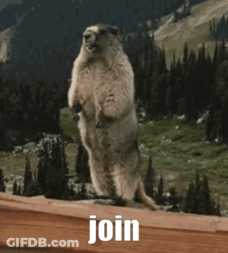 Ground Squirrel Standing With Word Raid GIF