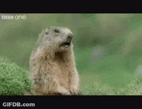 Ground Squirrel Yawning Near BBC Logo GIF