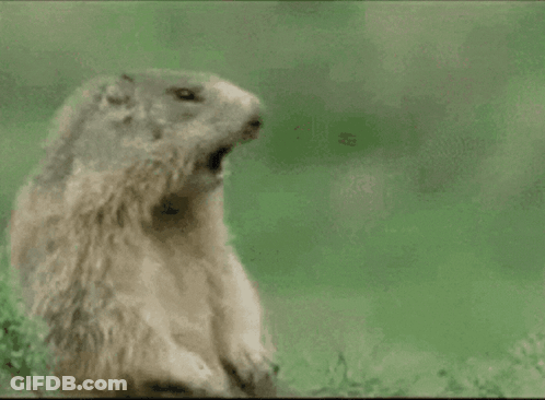 Ground Squirrel Yawning On Green Background Oguz GIF