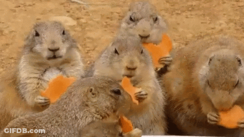 Ground Squirrels Eating Carrots GIF