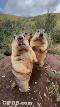 Ground Squirrels On Hind Legs Dirt Hillside GIF