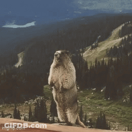 Groundhog Arthur Standing On Hind Legs GIF