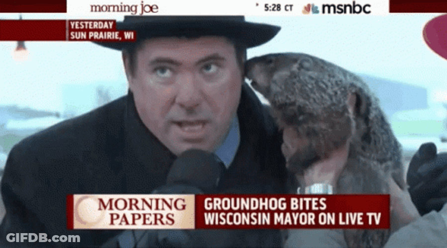 Groundhog Bites Mayors Ear Video GIF