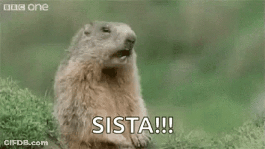 Groundhog GIF