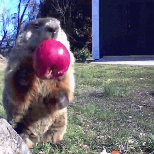 Groundhog Day Chomping Apple GIF