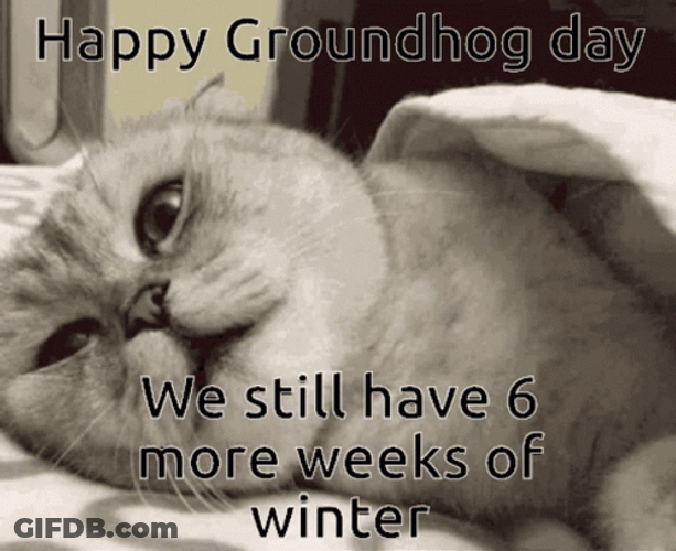 Groundhog Day Disappointed Cat Turning Back GIF